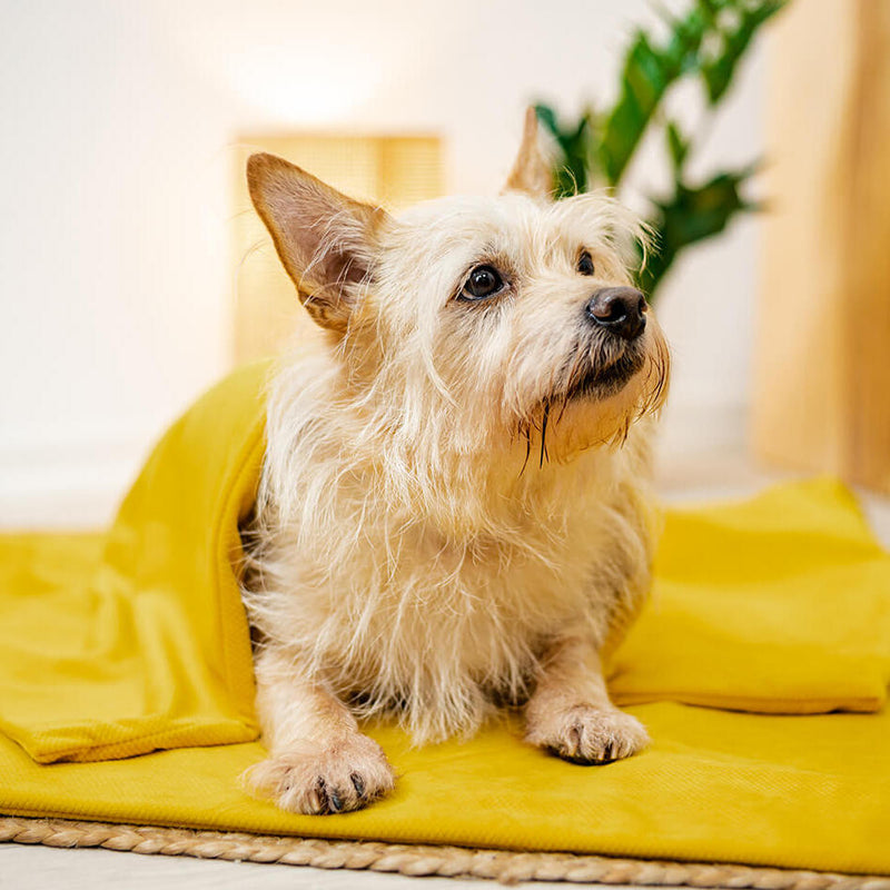 Hunde Gewichtsdecke