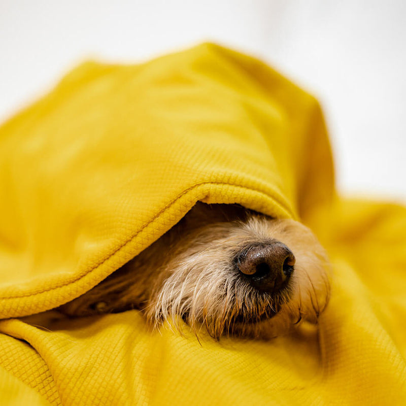 Hunde Gewichtsdecke